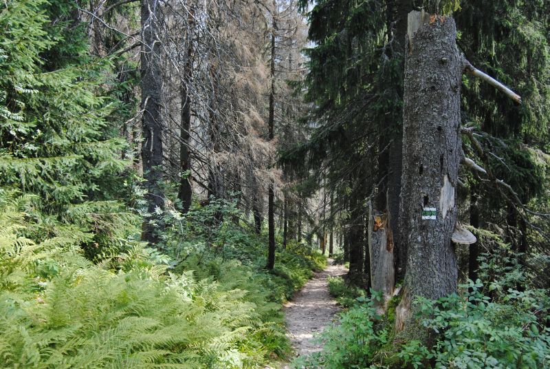 pepajs.cz